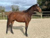 Jument selle français par cooper- diamant 