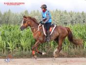 Jument pur sang arabe pour endurance 