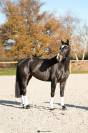  jument - oldenbourg - 5 ans - dressage - france 