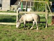 Ponette de l année, génétique cso 