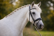 Hongre lusitanien - 10 ans- dressage - france