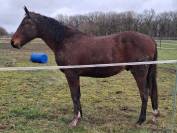 Magnifique poulain 16 mois