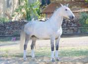 Entier - lusitanien - 12 ans - psg- dressage- france