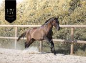 Mâle kwpn grullo par inefavel x dream boy x jonhson