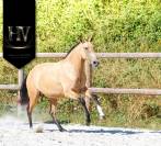 Pouliche pur sang lusitanienne 