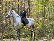 Hongre -prestigieuses lignées pre - 6 ans - dressage