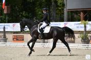 Hongre- selle français - 14 ans - dressage - france