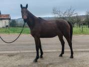 Jument, 4 ans, bai; sf, toise 1. 65