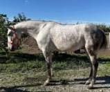 Lobezno : cheval ideal pour débutants.