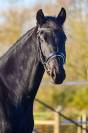 Jument - kwpn  - 4 ans - dressage - france