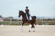 Jument- kwpn - 10 ans - dressage - france