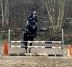 Jolie jument kwpn de 11 ans, +- 1m68