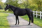 Jument -  oldenbourg - 4 ans - dressage- france