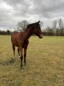 à vendre poulain de 2025 sf par falko de hus