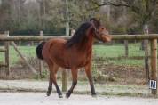 Ponette 2 ans new forest taille d 