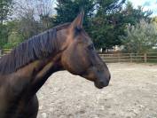 Magnifique selle français 7 ans, beau potentiel cso !