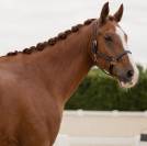 Hongre - hanovrien - 7 ans - dressage- france
