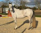 Ideal amateur hongre gris 6 ans cabrioz/toulon 