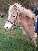 Vente jument haflinger 