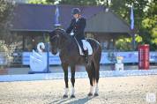 Hongre -  oldenbourg - 13 ans - dressage - france