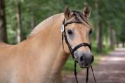 Hongre - fjord - 4 ans - loisir / dressage - france