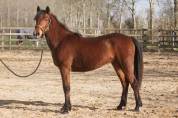 Belle ponette new forest 2 ans taille d