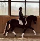 Hongre lusitanien prometteur – 6 ans – 164 cm