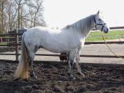 Jument pure race connemara grise 12 ans