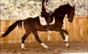 Hongre kwpn dressage