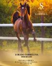 Lorado torreluna – pre 5 ans – 1m75 – cheval d’exceptio