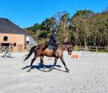 Hongre - 8 ans - cce