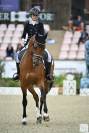 Hongre - bwp - 15 ans - dressage / cdi yr  - france