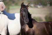 Pouliche pre noire prl à vendre