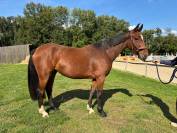 Jument de 4 ans, belles allures, idéale amateur