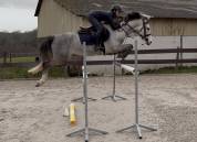 Poney de 6 ans pfs - 148cm - fils de uhelem de seille