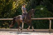Jument - selle français - 6 ans - dressage - france