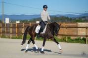 Jument - kwpn  - 6 ans - dressage - france