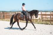 Jument - kwpn  - 6 ans - dressage - france