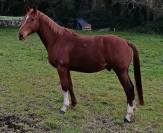 Cheval 13 ans  cso, balades, dressage