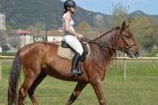 Exceptionnel pre alezan entier 5 ans  1m75 