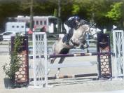 Poney connemara à vendre 