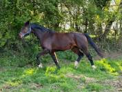 Pouliniere 10 ans de contendro x l arc de triomphe