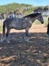 Hongre - lusitanien - 11 ans - dressage - psg - france