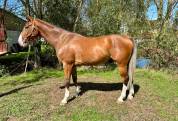 Kaprice hg hongre de 6 ans
