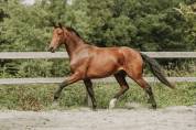 Hongre - kwpn - 4 ans - dressage - france 