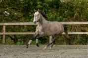Jument - lusitanienne -  6 ans -  dressage - france 