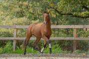 Hongre - lusitanien - 7 ans - dressage - france