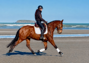 Hongre - lusitanien - 7 ans - dressage - france