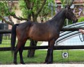 Hongre - westphalien - 4 ans - dressage - france 