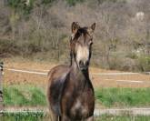 Jument - pfs - 2 ans - dressage - france
